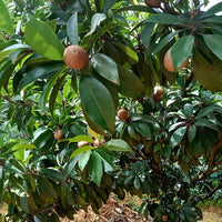 Sapodilla