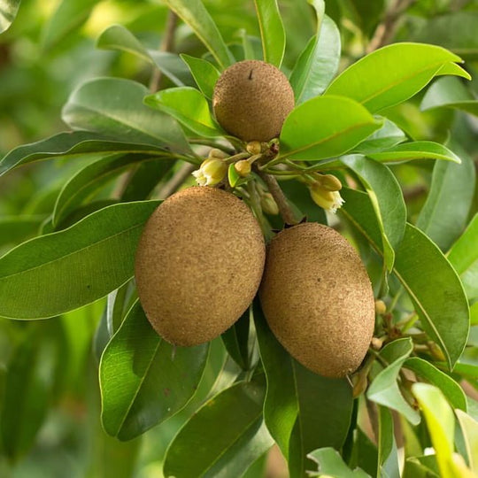 Sapodilla (Cheeku, Sapoda) Fruit Tree – Buy Now! – Ladybird Nursery