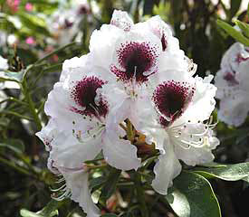 Rhododendron Sapho