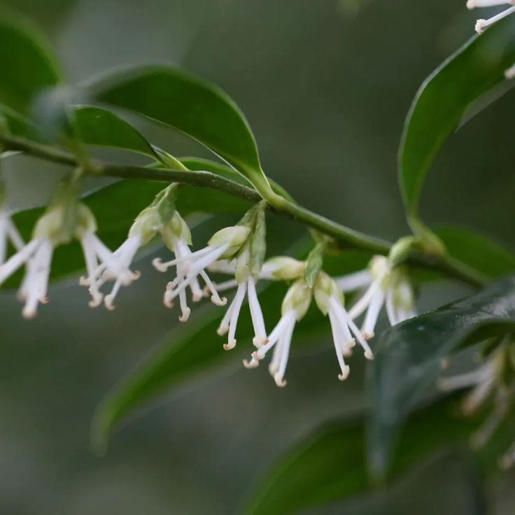 Sweet Box (Sarcococca confusa) - Ladybird Nursery