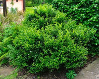 Sweet Box (Sarcococca confusa) - Ladybird Nursery
