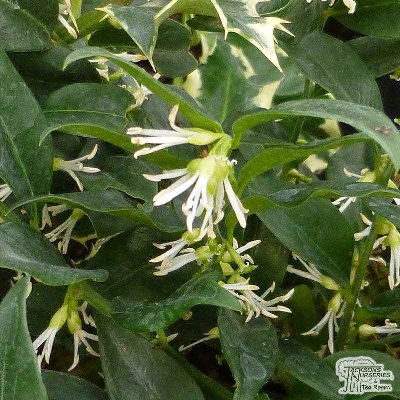 Sweet Box (Sarcococca confusa) - Ladybird Nursery