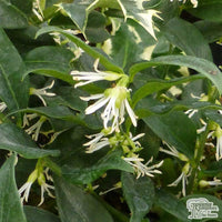 Sweet Box (Sarcococca confusa)