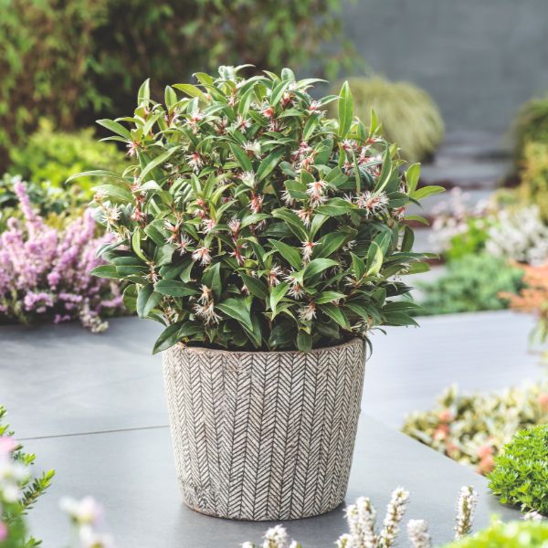 Sarcococca hookeriana ‘Winter Gem’ - Ladybird Nursery