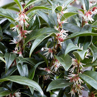 Sarcococca hookeriana ‘Winter Gem’ - Ladybird Nursery
