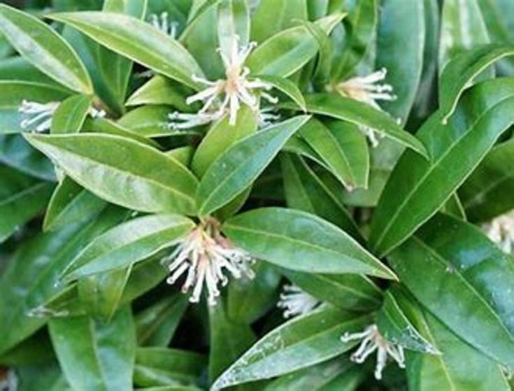 Sweet Box (Sarcococca confusa) - Ladybird Nursery