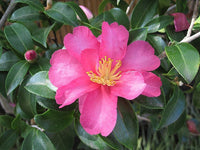 Sasanqua Camellia Narumagata (Camellia sasanqua) - Ladybird Nursery
