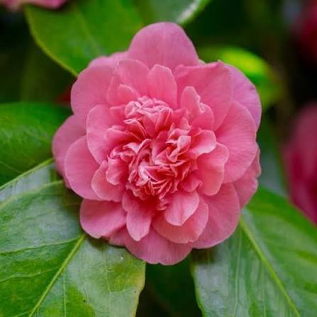Camellia 'Showa No Sakae' - Ladybird Nursery