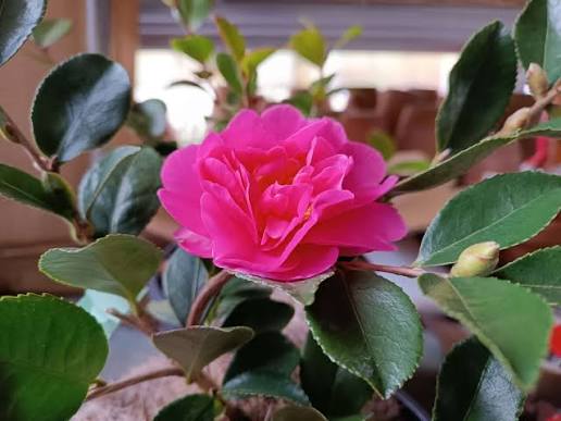 Camellia 'Showa No Sakae' - Ladybird Nursery