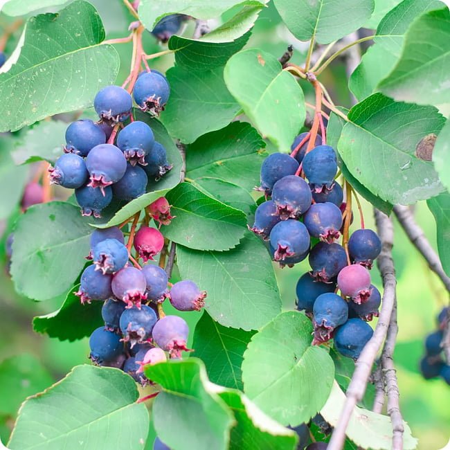 Saskatoon Berry - Ladybird Nursery