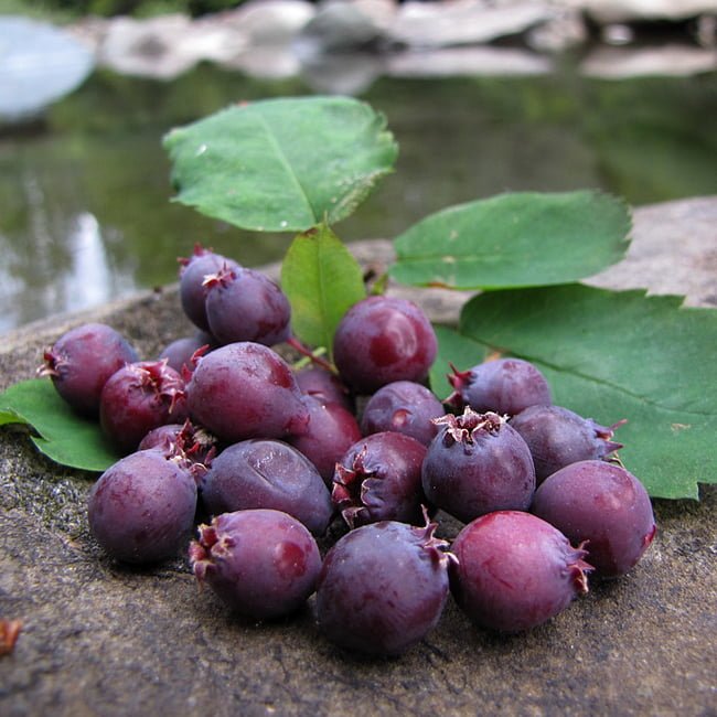 Saskatoon Berry - Ladybird Nursery
