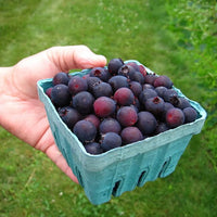 Saskatoon Berry - Ladybird Nursery