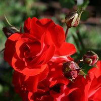 Rose Satchmo (Rosa) - Ladybird Nursery