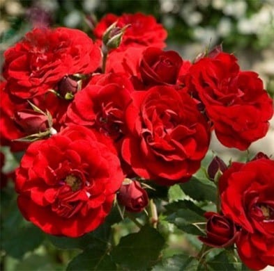 Rose Satchmo (Rosa) - Ladybird Nursery