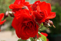 Rose Satchmo 3 ft Standards (Rosa) - Ladybird Nursery