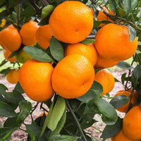 Dwarf Satsuma 'Okitsu Wase' (QLD Only) - Ladybird Nursery