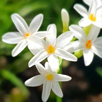 Society Garlic Ashanti Pearl (Tulbaghia violacea)