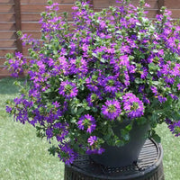 Fan Flower (Scaevola aemula) - Ladybird Nursery