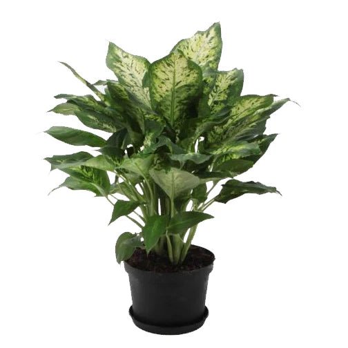 Dieffenbachia 'Perfection' - Ladybird Nursery