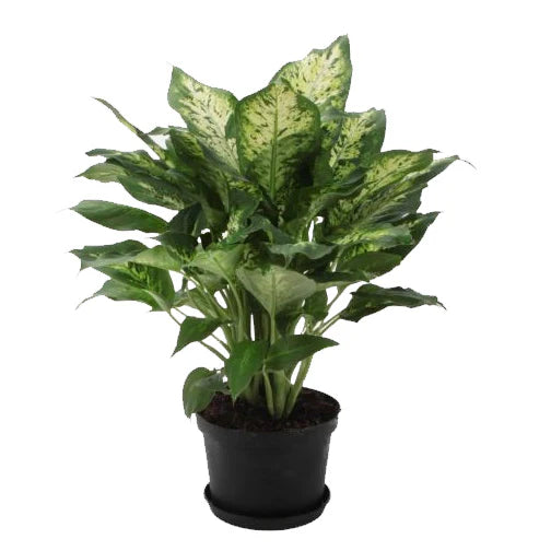 Dieffenbachia Perfection
