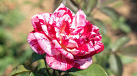 Rose Candy Stripe 2 ft Standards (Rosa)