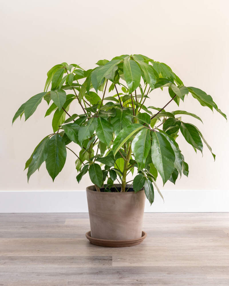 Umbrella Tree Amate (Schefflera actinophylla)