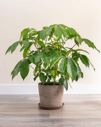 Umbrella Tree Amate (Schefflera actinophylla)