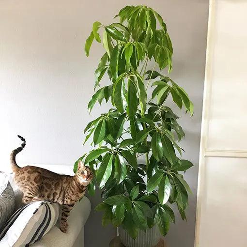 Umbrella Tree Alpine Junior (Schefflera)