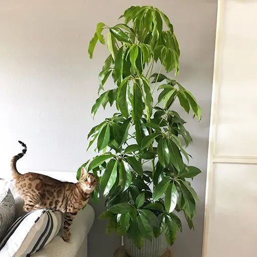Umbrella Tree Alpine Junior (Schefflera) - Ladybird Nursery