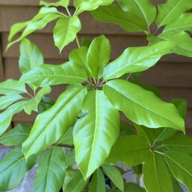 Umbrella Tree Amate Soleil (Schefflera actinophylla) - Ladybird Nursery