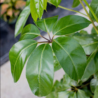 Umbrella Tree Amate (Schefflera actinophylla)