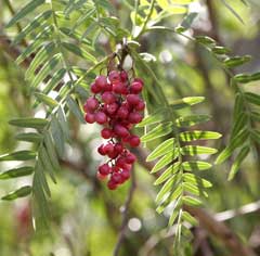 Peruvian Peppertree (Schinus molle) - Ladybird Nursery