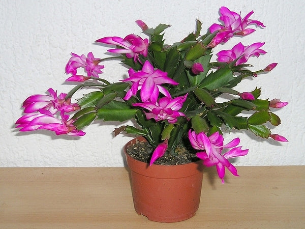 Zygocactus (Schlumbergera spp.)