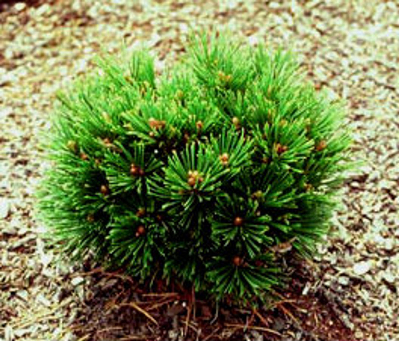 Bosnian Pine Smidtii (Pinus leucodermis)