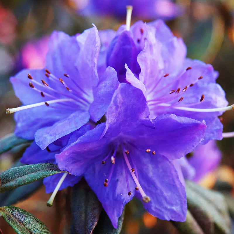 Rhododendron Russatum