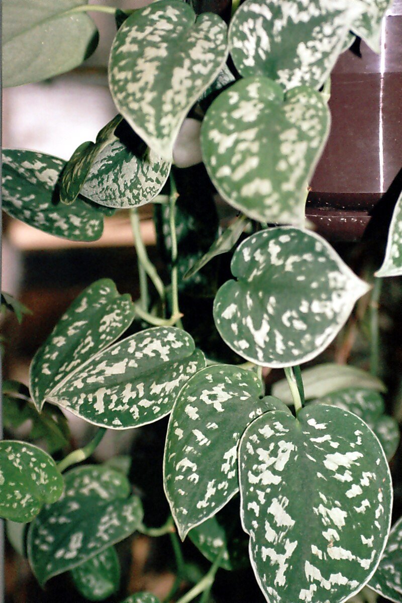 Satin Pothos argyraeus (Scindapsus pictus) - Ladybird Nursery