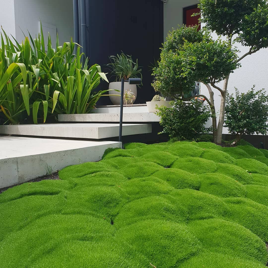 Cushion Bush (Scleranthus biflorus)