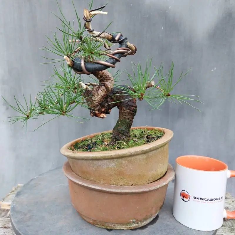 Scots Pine Bonsai Starter (Pinus sylvestris) - Ladybird Nursery
