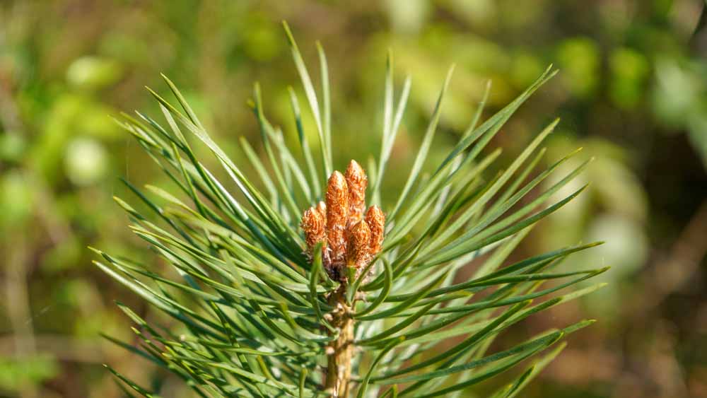 Scots Pine (Pinus sylvestris saxatilis)