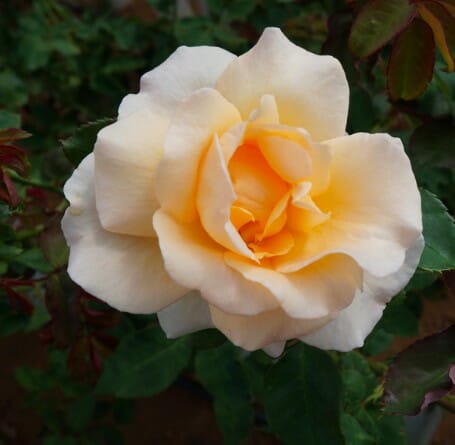 Rose Apricot Nectar 3 ft Standards (Rosa)