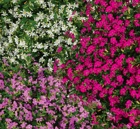 Cuphea Lavender (Cuphea FloriGlory)