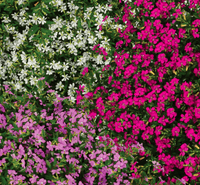 Cuphea Lavender (Cuphea FloriGlory)