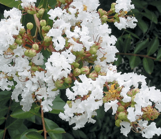 Crepe Myrtle Bush Form x fauriei Acoma (Lagerstroemia indica) - Ladybird Nursery