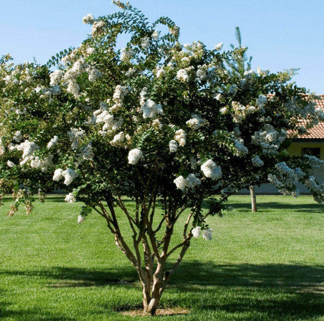 Crepe Myrtle Bush Form x fauriei Acoma (Lagerstroemia indica) - Ladybird Nursery