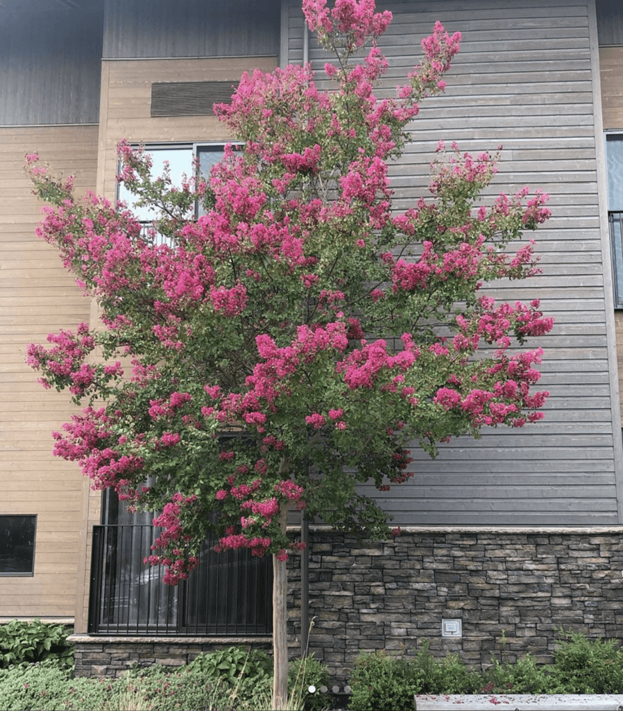 Crepe Myrtle Bush Form x fauriei Tonto (Lagerstroemia indica) - Ladybird Nursery