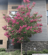Crepe Myrtle Bush Form x fauriei Tonto (Lagerstroemia indica) - Ladybird Nursery