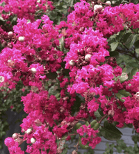 Crepe Myrtle Bush Form x fauriei Tonto (Lagerstroemia indica)