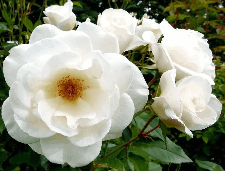 Rose White Iceberg 4 ft Standards (Rosa)