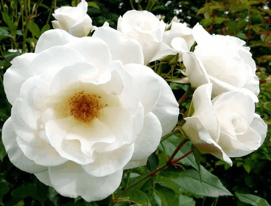 Rose White Iceberg 4 ft Standards (Rosa) - Ladybird Nursery