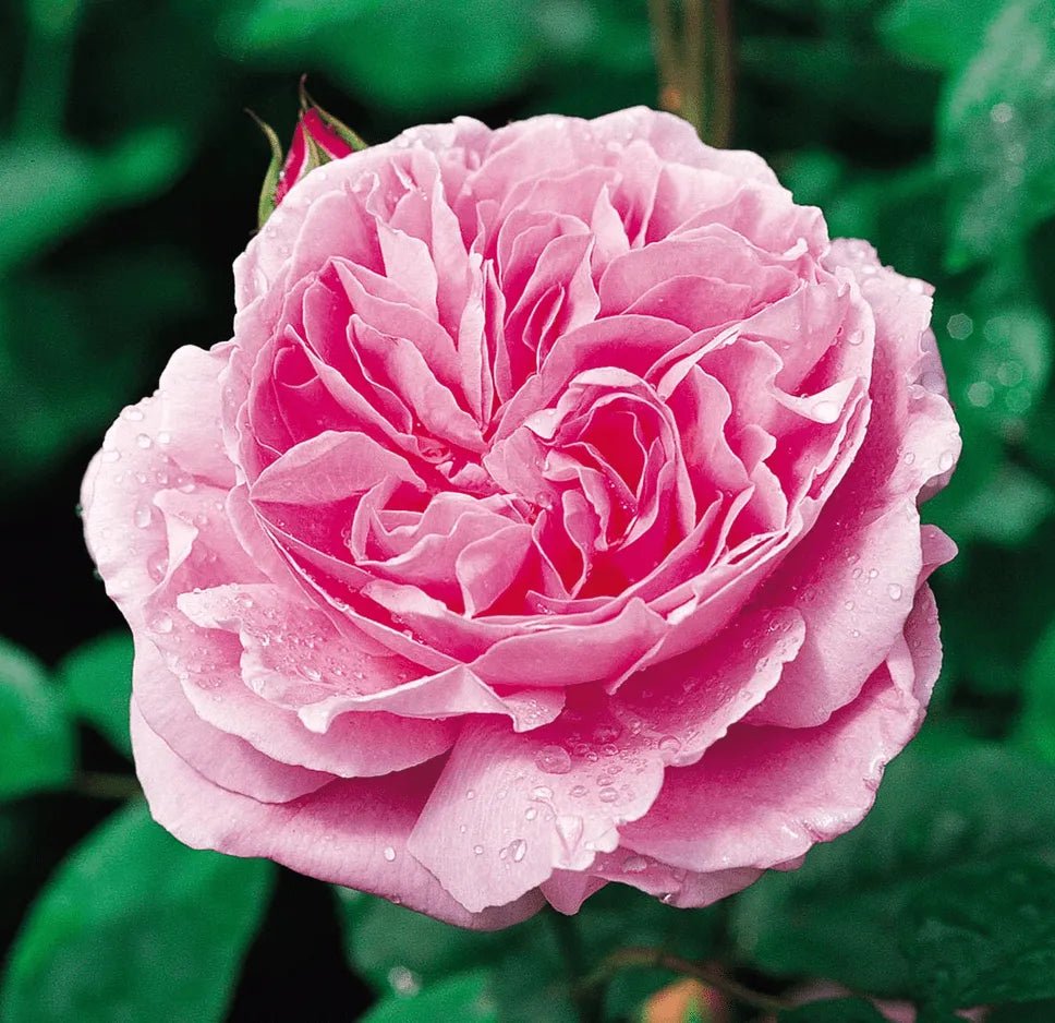 Rose Mary 3 ft Standards (Rosa) - Ladybird Nursery